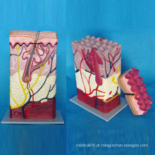 Modelo de anatomia médica da pele humana para ensinar (R160101)